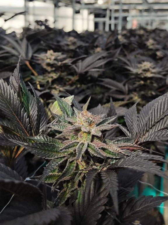Reprocann